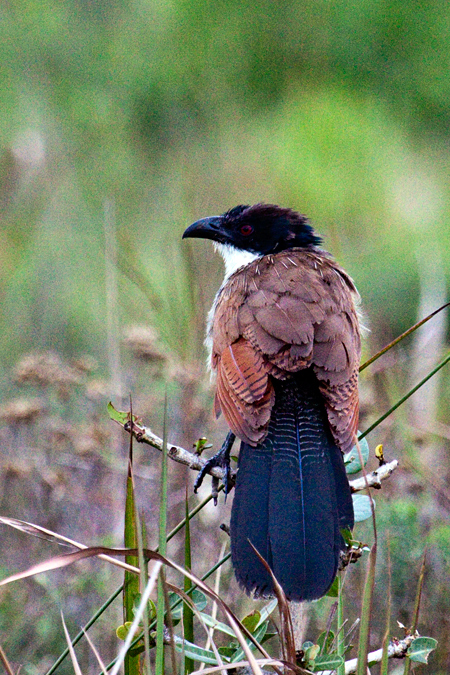 Burchell's Coucal (White-browed Coucal), Cape Vidal, iSimangaliso Wetland Park, KwaZulu-Natal, South Africa