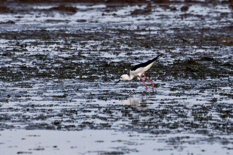 Black-winged Stilt, Mkhombo Dam Nature Reserve, South Africa