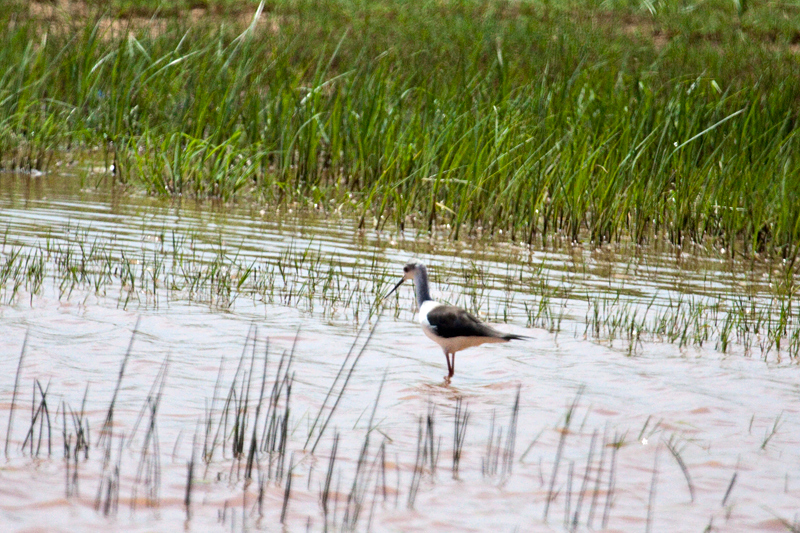 Black-winged Stilt, Kgomo Kgomo Floodplain, South Africa