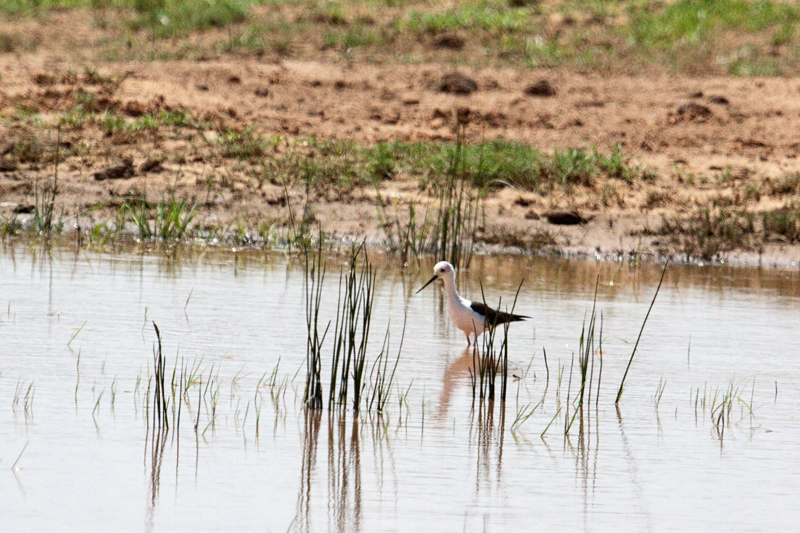 Black-winged Stilt, Kgomo Kgomo Floodplain, South Africa