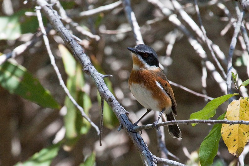 Female Cape Batis, Kirstenbosch National Botanical Garden, Cape Town, South Africa