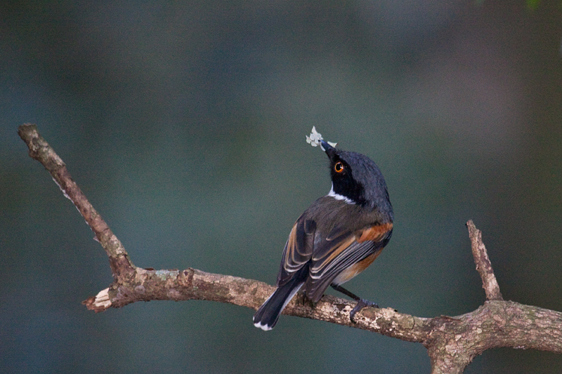 Female Cape Batis, Dlinza Forest Nature Reserve, KwaZulu-Natal, South Africa