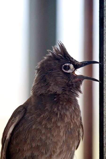 Cape Bulbul, West Cape National Park, South Africa