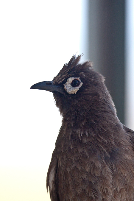 Cape Bulbul, West Cape National Park, South Africa