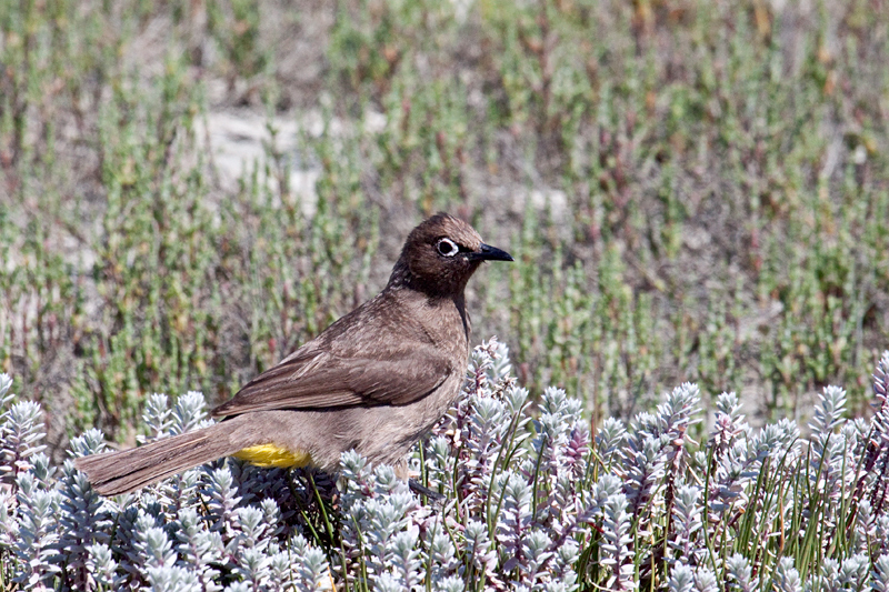 Cape Bulbul, West Cape National Park, South Africa