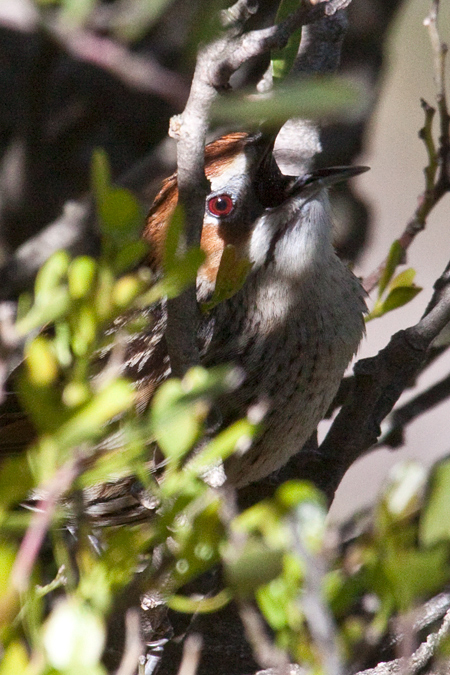 Cape Grassbird, Bainskloof Pass, South Africa