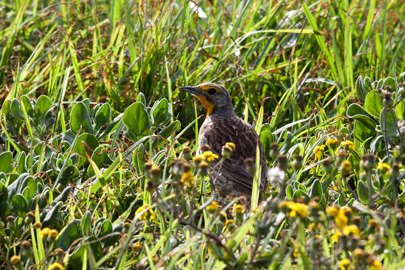 Cape Longclaw (Orange-throated Longclaw), Strandfontein Sewage Works and Rondevlei Nature Reserve, South Africa