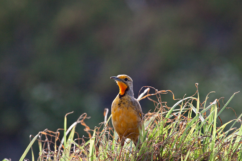 Cape Longclaw (Orange-throated Longclaw), Strandfontein Sewage Works and Rondevlei Nature Reserve, South Africa