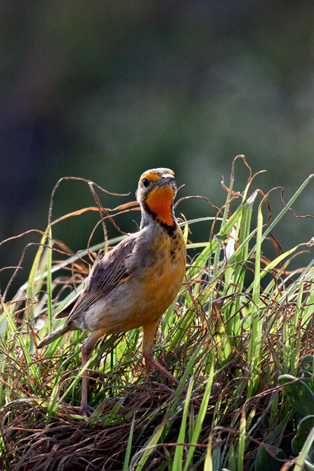 Cape Longclaw (Orange-throated Longclaw), Strandfontein Sewage Works and Rondevlei Nature Reserve, South Africa