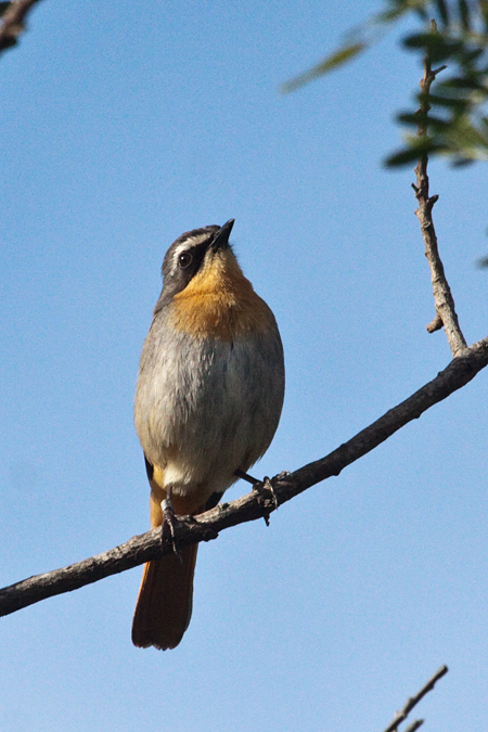 Cape Robin-Chat, Fernkloof Nature Reserve, Hermanus, South Africa