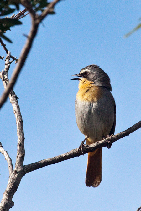 Cape Robin-Chat, Fernkloof Nature Reserve, Hermanus, South Africa