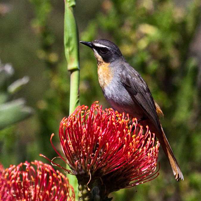 Cape Robin-Chat, Kirstenbosch National Botanical Garden, Cape Town, South Africa