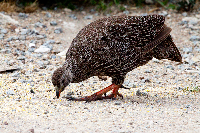 Cape Spurfowl (Cape Francolin), West Cape Wetlands, South Africa