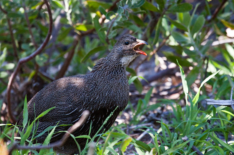 Cape Spurfowl (Cape Francolin), Kirstenbosch National Botanical Garden, Cape Town, South Africa