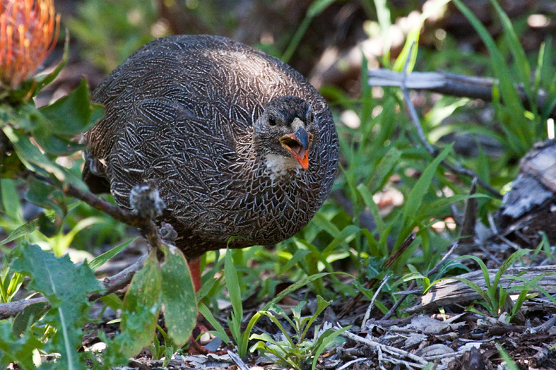 Cape Spurfowl (Cape Francolin), Kirstenbosch National Botanical Garden, Cape Town, South Africa