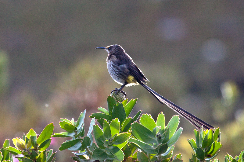 Cape Sugarbird, Fernkloof Nature Reserve, Hermanus, South Africa