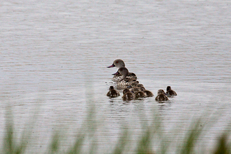 Cape Teal With Ducklings, West Cape Wetlands, South Africa