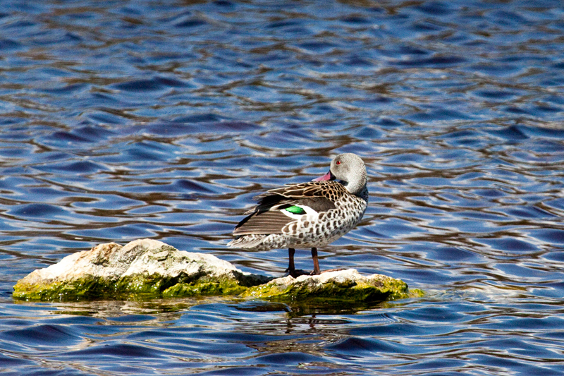 Cape Teal, West Cape Wetlands, South Africa