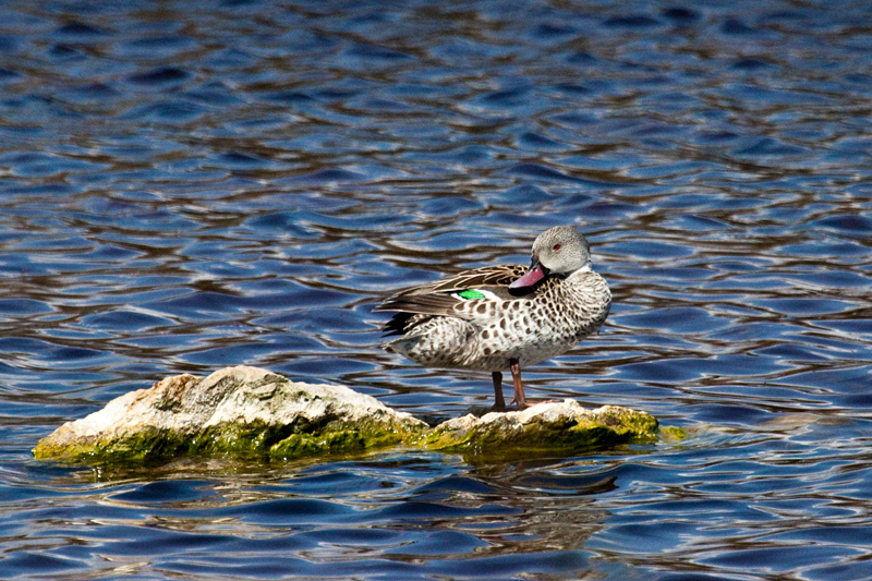 Cape Teal, West Cape Wetlands, South Africa