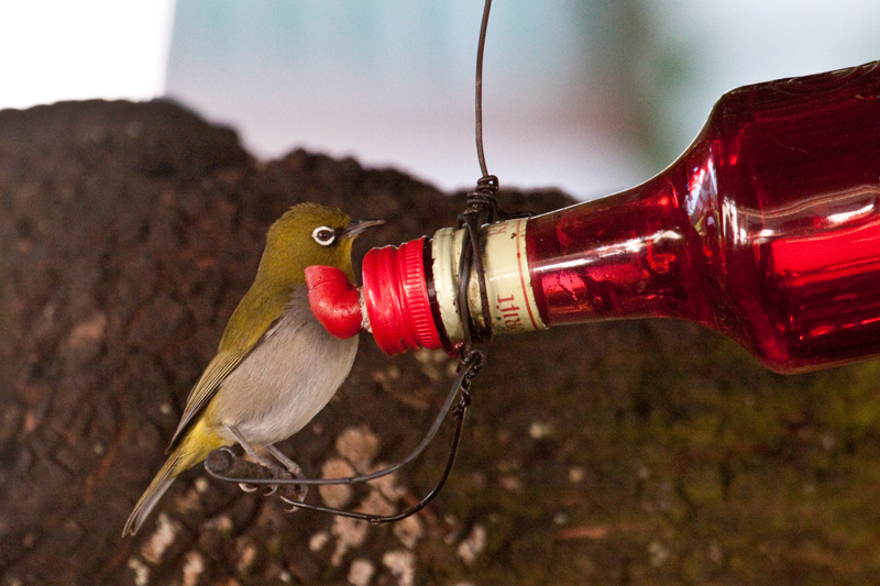 Cape White-Eye, at Marine Dynamics Shark Tours Office, Kleinbaai, Western Cape, South Africa