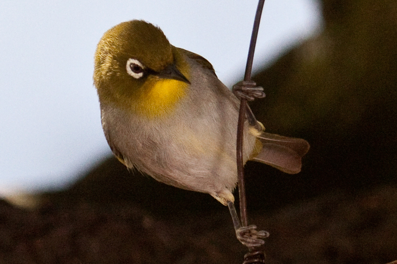 Cape White-Eye, at Marine Dynamics Shark Tours Office, Kleinbaai, Western Cape, South Africa