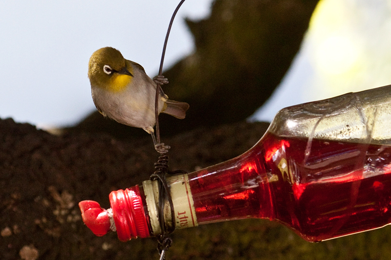 Cape White-Eye, at Marine Dynamics Shark Tours Office, Kleinbaai, Western Cape, South Africa