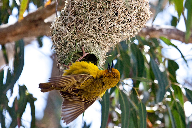 Male Cape Weaver at Nest, West Cape National Park, South Africa