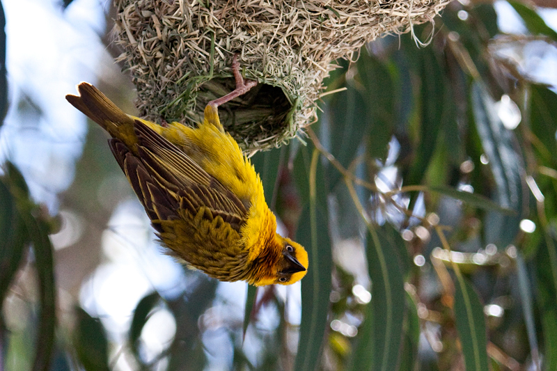 Male Cape Weaver at Nest, West Cape National Park, South Africa