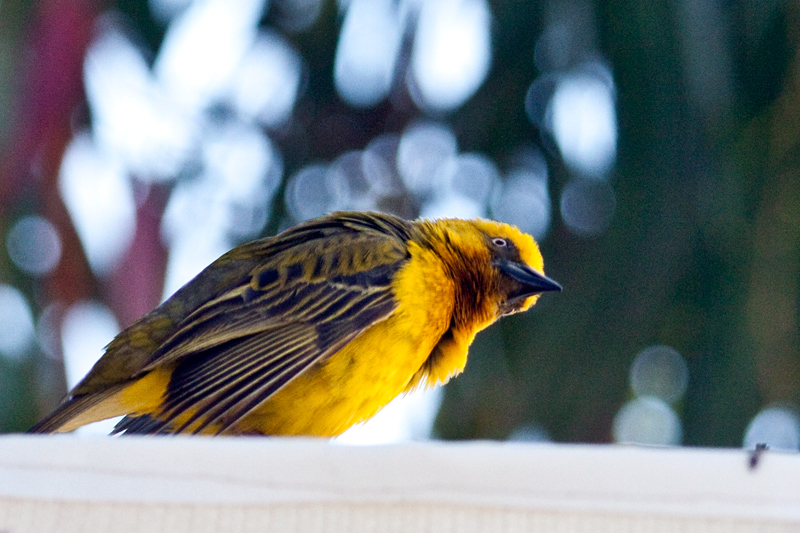 Cape Weaver, West Cape National Park, South Africa