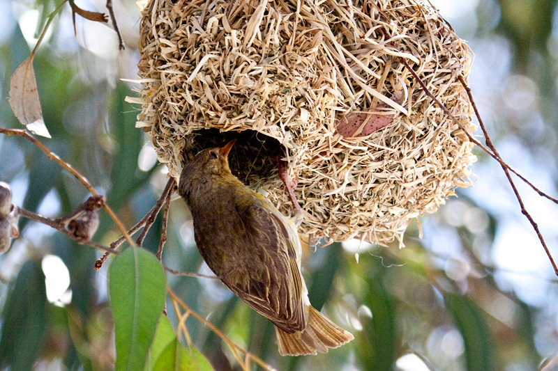 Female Cape Weaver at Nest, West Cape National Park, South Africa