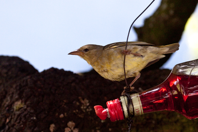 Female Cape Weaver, at Marine Dynamics Shark Tours Office, Kleinbaai, Western Cape, South Africa