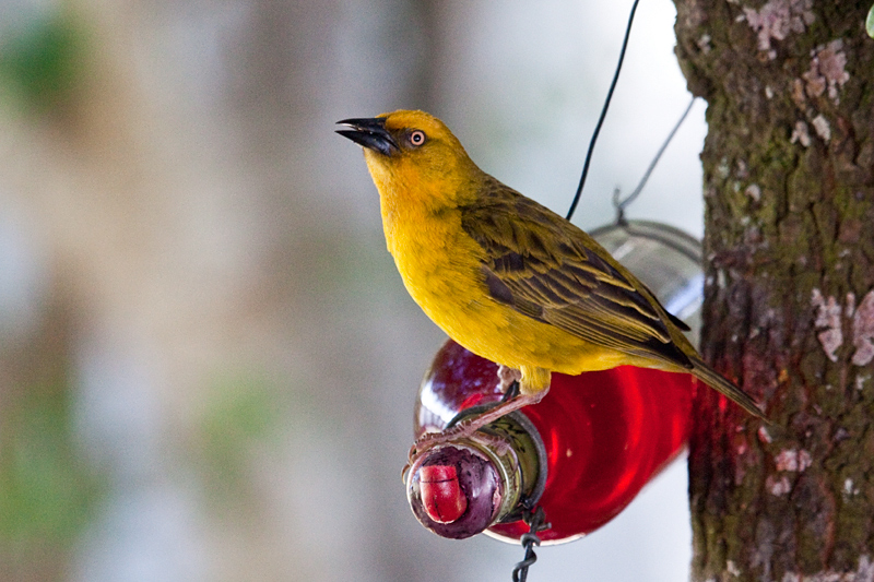 Male Cape Weaver, at Marine Dynamics Shark Tours Office, Kleinbaai, Western Cape, South Africa