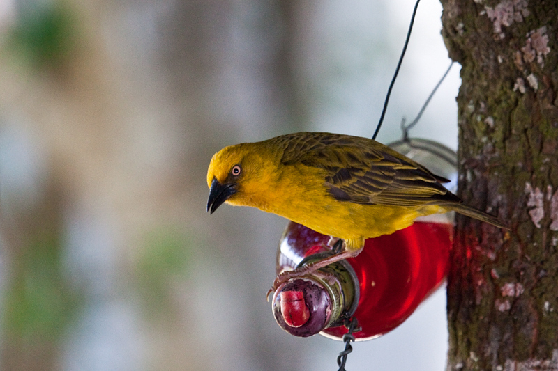 Male Cape Weaver, at Marine Dynamics Shark Tours Office, Kleinbaai, Western Cape, South Africa