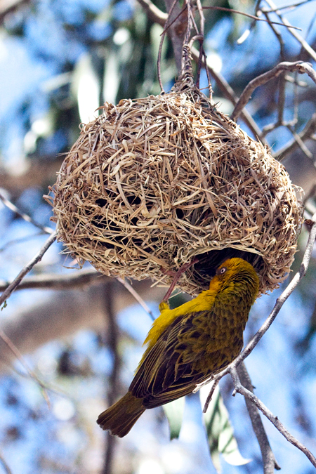 Male Cape Weaver at Nest, West Cape National Park, South Africa