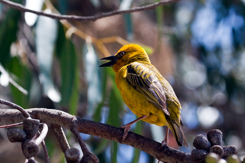 Cape Weaver, West Cape National Park, South Africa