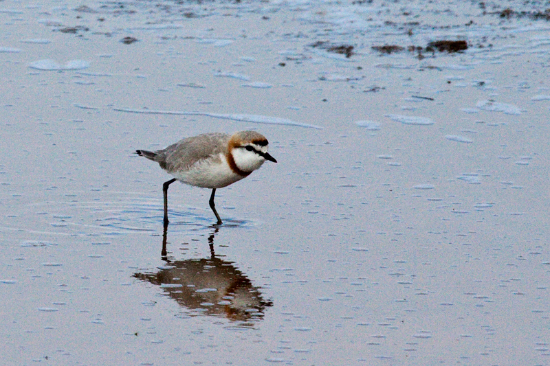 Chestnut-banded Plover, Velddrif Salt Works, South Africa