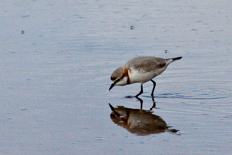 Chestnut-banded Plover, Velddrif Salt Works, South Africa