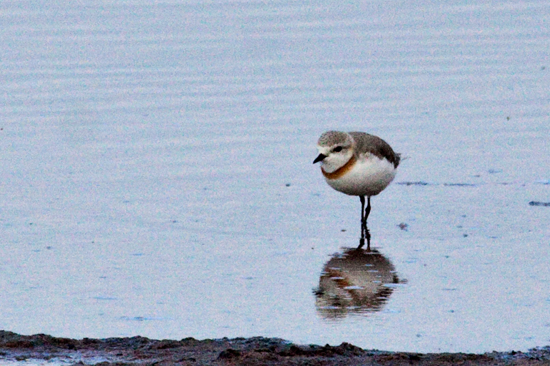 Chestnut-banded Plover, Velddrif Salt Works, South Africa