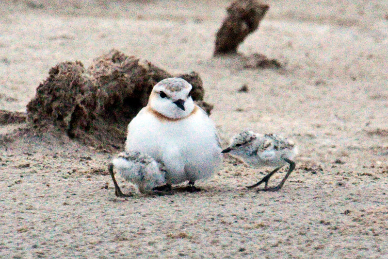 Chestnut-banded Plover With Chicks, Velddrif Salt Works, South Africa