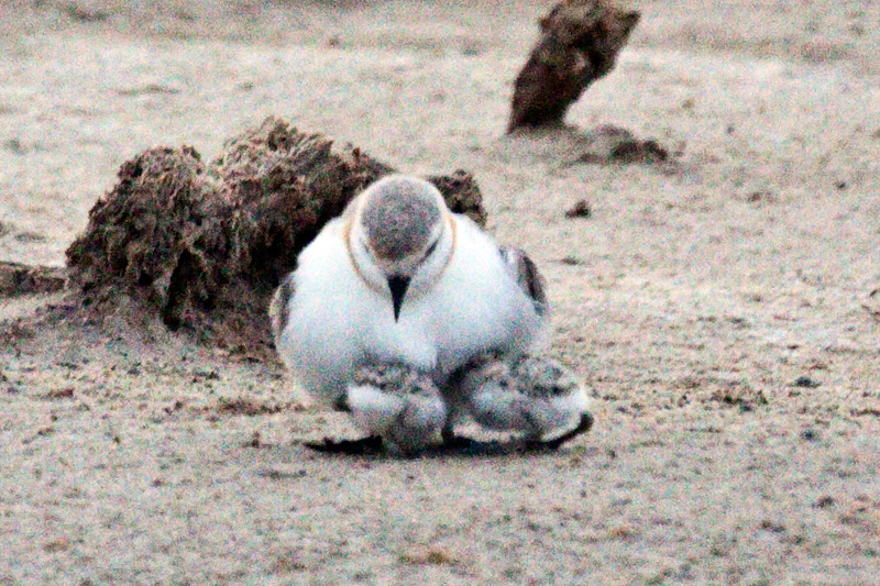 Chestnut-banded Plover With Chicks, Velddrif Salt Works, South Africa