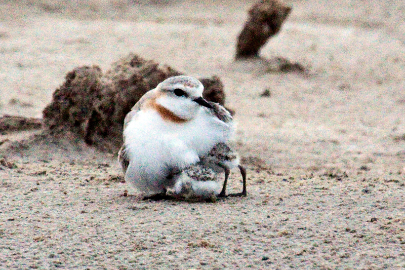 Chestnut-banded Plover With Chicks, Velddrif Salt Works, South Africa