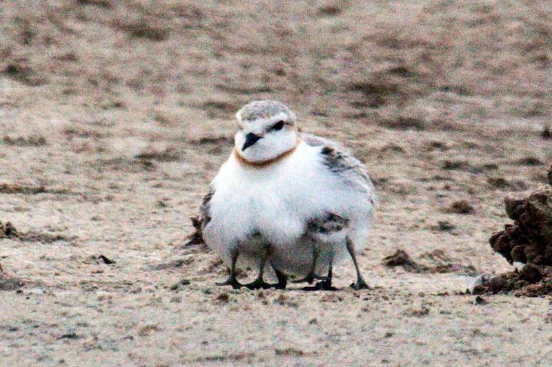 Chestnut-banded Plover With Chicks, Velddrif Salt Works, South Africa