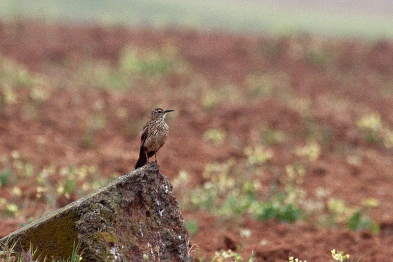 Cape Long-billed Lark (Cape Lark), en route Velddrif to West Coast National Park, South Africa