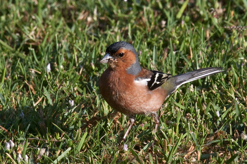 Common Chaffinch, Afton Grove Guesthouse, Noordhoek, Cape Town, South Africa