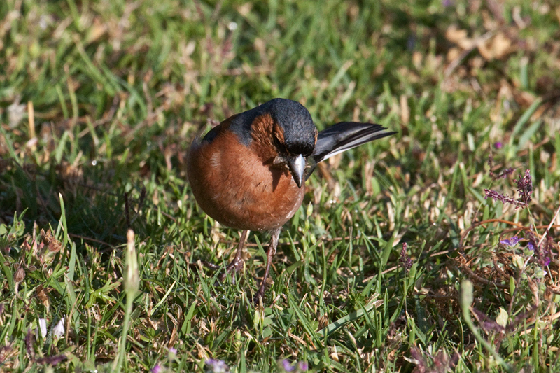 Common Chaffinch, Afton Grove Guesthouse, Noordhoek, Cape Town, South Africa