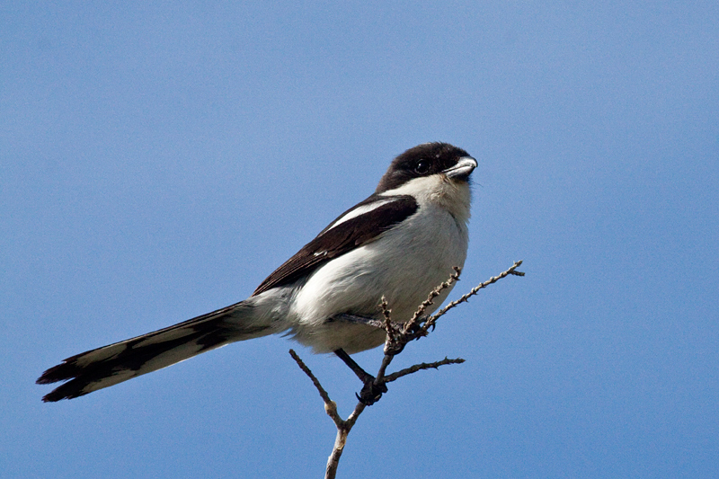 Common Fiscal (Southern Fiscal), Hermanus, South Africa