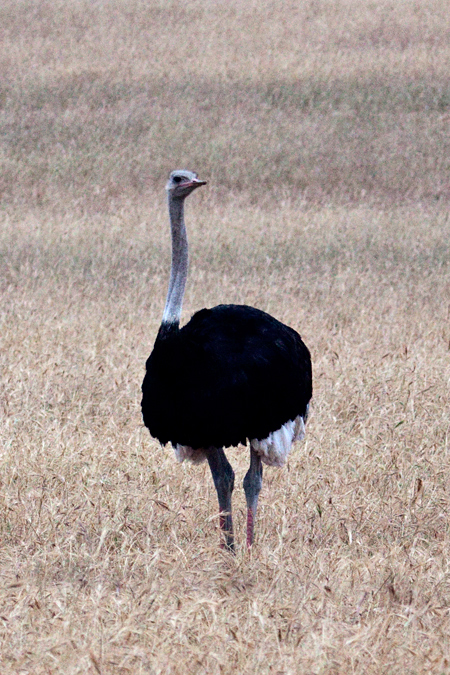 Common Ostrich, Velddrif, South Africa