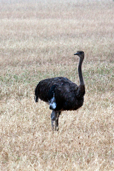 Common Ostrich, Velddrif, South Africa