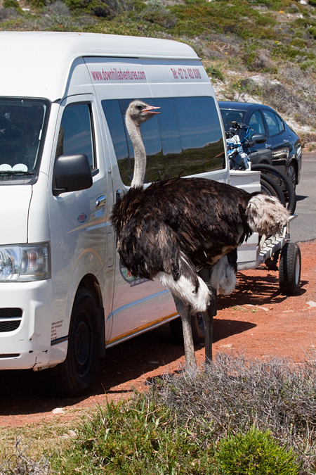 Common Ostrich, Cape Point, Table Mountain National Park, South Africa