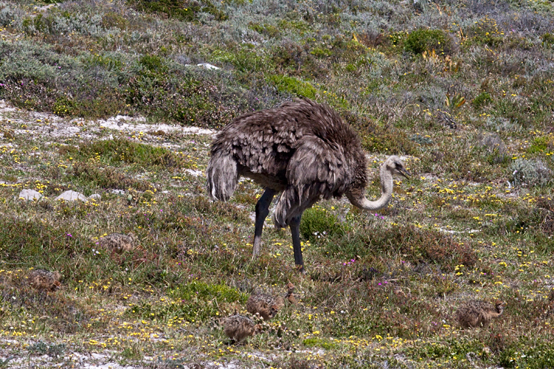 Common Ostrich With Chicks, Cape Point, Table Mountain National Park, South Africa